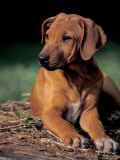 Rhodesian Ridgeback Puppy Print by Adriano Bacchella