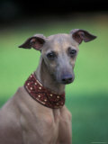 Fawn Whippet Wearing a Collar Print by Adriano Bacchella