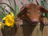 Domestic Piglet, in Bucket with Daffodils, USA Posters par Lynn M. Stone