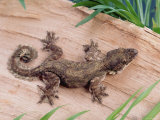 Flying Gecko Posters by Steimer 