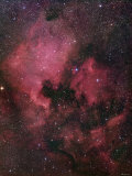 The North American Nebula (NGC 7000) is an Emission Nebula in the Constellation Cygnus Lámina fotográfica por Stocktrek Images