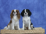Dogs, Two Cavalier King Charles Spaniels on Basket Posters par Petra Wegner