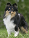 Sheltie Dog Outdoors Prints by Petra Wegner