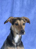 Mixed Breed Dog Print by Petra Wegner