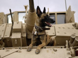 US Air Force Military Working Dog Sits on a US Army M2A3 Bradley Fighting Vehicle Fotografisk tryk af Stocktrek Images US Air Force Military Working Dog Sits on a US Army M2A3 Bradley Fighting Vehicle Fotografisk tryk af Stocktrek Images