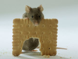 Domestic Mouse Eating Biscuit Affiches par Steimer 