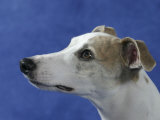 Head of Whippet Dog Prints by Petra Wegner