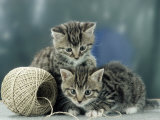 Kittens at Play Kunstdruck von Steimer 