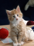 Norwegian Forest Kitten Láminas por Petra Wegner Norwegian Forest Kitten Láminas por Petra Wegner