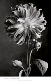 Dahlia Print by Sondra Wampler