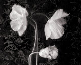 Poppy III Prints by Sondra Wampler