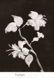 Midnight Hibiscus Prints by Nolan Winkler