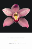 Cymbidium Posters par Harold Feinstein