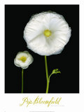 Two Friends II Prints by Pip Bloomfield