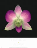 Dendrobium Affiches par Harold Feinstein