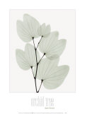 Orchid Tree Posters by Albert Koetsier