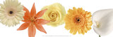 In Full Bloom Prints by Blaire Harrington