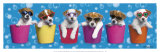 Keith Kimberlin - Shady Pups Obrazy Keith Kimberlin - Shady Pups Obrazy