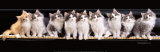 Klassical Kittens Láminas por Keith Kimberlin