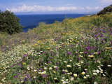 April Spring Flowers, Zingaro Nature Reserve, Northwest Area, Island of Sicily, Italy Photographic Print by Richard Ashworth