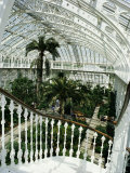 Interior of the Temperate House, Restored in 1982, Kew Gardens, Greater London Photographic Print by Richard Ashworth