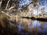 Gum Trees Beside Hann River, Central Gibb River Road, Kimberley, Western Australia, Australia Photographic Print by Richard Ashworth