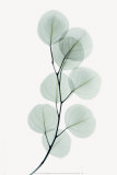 Eukalyptus Posters af Albert Koetsier