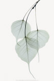 Bo Tree Prints by Albert Koetsier