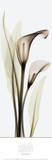 Albert Koetsier - Calla Lily - Poster Albert Koetsier - Calla Lily - Poster