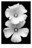 Perfect White Poster von Ilona Wellmann