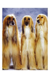 Dogs Standing Up Prints