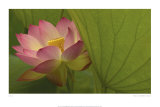Lotus Posters par Robin Constable Hanson