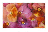 Sunset Pansies プリント - ロビン・Constable Hanson Sunset Pansies プリント - ロビン・Constable Hanson