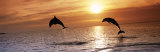 Sunset Dolphins Posters af Stuart Westmoreland Sunset Dolphins Posters af Stuart Westmoreland