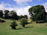 Trelissick Gardens, National Trust, Feock, Near Truro, Cornwall, England, United Kingdom Photographic Print by Richard Ashworth Trelissick Gardens, National Trust, Feock, Near Truro, Cornwall, England, United Kingdom Photographic Print by Richard Ashworth