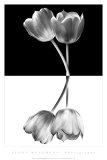 Blanco y negro Pósters por Ilona Wellmann Blanco y negro Pósters por Ilona Wellmann