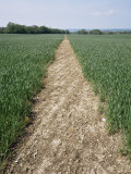 Pathway Through Field, Essex, United Kingdom Photographic Print by Jeremy Bright