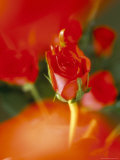 Close-Up of Red Roses Photographie par Pearl Bucknall