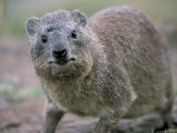 Close-Up of a Rock Hyrax (Heterohyrax Brucei), Kenya, East Africa, Africa Photographic Print by N A Callow