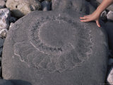 Ammonite in Rock, with Human Hand for Scale, Lyme Regis, Dorset, England, United Kingdom Fotografisk trykk av Cyndy Black Ammonite in Rock, with Human Hand for Scale, Lyme Regis, Dorset, England, United Kingdom Fotografisk trykk av Cyndy Black