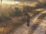 Tiger, Kanha National Park, Madhya Pradesh State, India Fotografisk trykk av Jeremy Bright