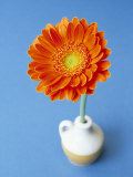 Orange Gerbera Flower Against a Blue Background Photographic Print by Pearl Bucknall