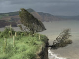 Tree Tumbling Over Cliff Edge, East Devon, England, United Kingdom Fotografisk trykk av Cyndy Black Tree Tumbling Over Cliff Edge, East Devon, England, United Kingdom Fotografisk trykk av Cyndy Black