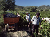 Grape-Picking, Vineyards, Languedoc-Roussillon, France Fotografisk trykk av Cyndy Black Grape-Picking, Vineyards, Languedoc-Roussillon, France Fotografisk trykk av Cyndy Black