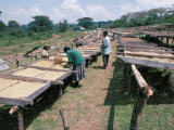 Drying Coffee, Kaffa, Ethiopia, Africa Photographic Print by David Beatty
