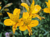 Alstroemeria Aurea Flowers in July, Devon, England, United Kingdom Fotografisk trykk av Cyndy Black Alstroemeria Aurea Flowers in July, Devon, England, United Kingdom Fotografisk trykk av Cyndy Black