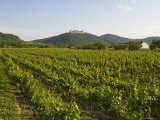 Vineyards and Stift Gottfried, Krems, Wachau, Austria Photographic Print by Charles Bowman