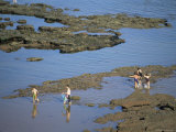 Rock Pools, Sidmouth, Devon, England, United Kingdom Fotografisk trykk av Cyndy Black Rock Pools, Sidmouth, Devon, England, United Kingdom Fotografisk trykk av Cyndy Black