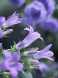 Close-Up of Flowering Campanula Monic Photographic Print by Pearl Bucknall
