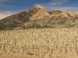 Vineyards Near Corte, Corsica, France Photographic Print by Michael Busselle